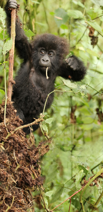 Berggorilla-Baby in Ruanda